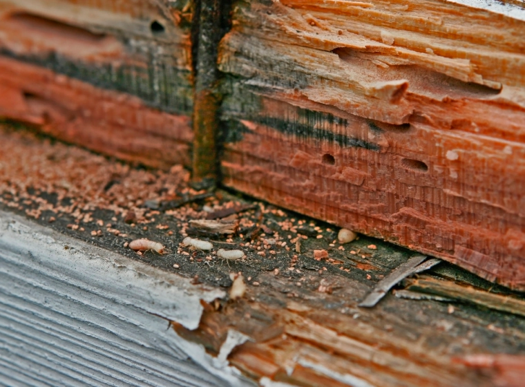 wood destroyed for pest